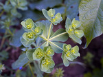 hijar_flower.jpg