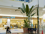 basyo_tree.jpg