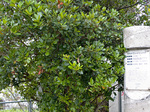 ijun_okinawasyarinbai.jpg