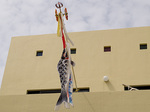 koinobori.jpg
