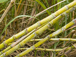 sugarcane_naname.jpg
